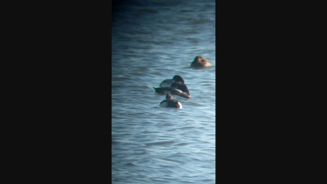 Tufted Duck - ML297203951