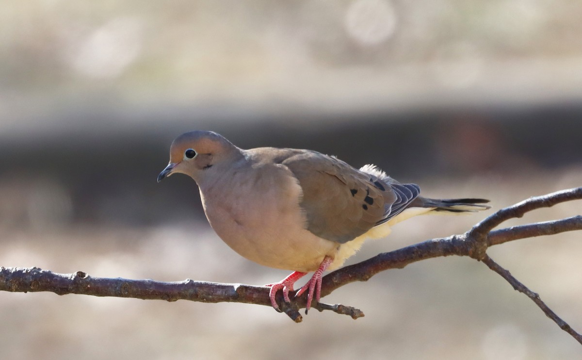 Mourning Dove - ML297204141