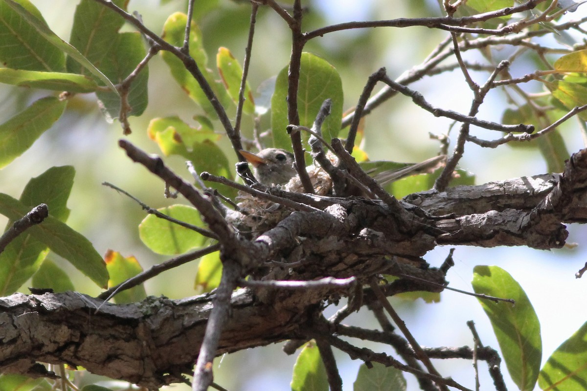 Pine Flycatcher - ML29720681