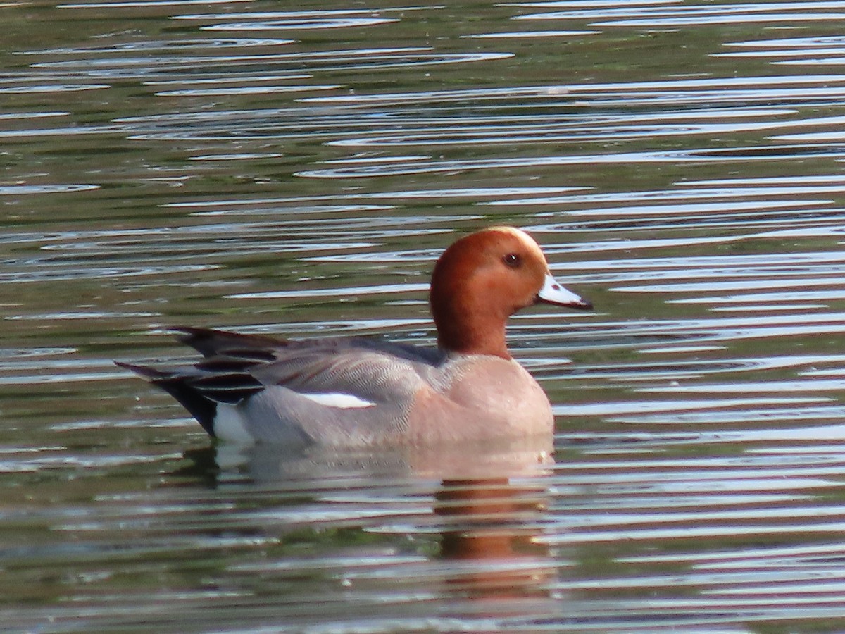 Eurasian Wigeon - ML297207291