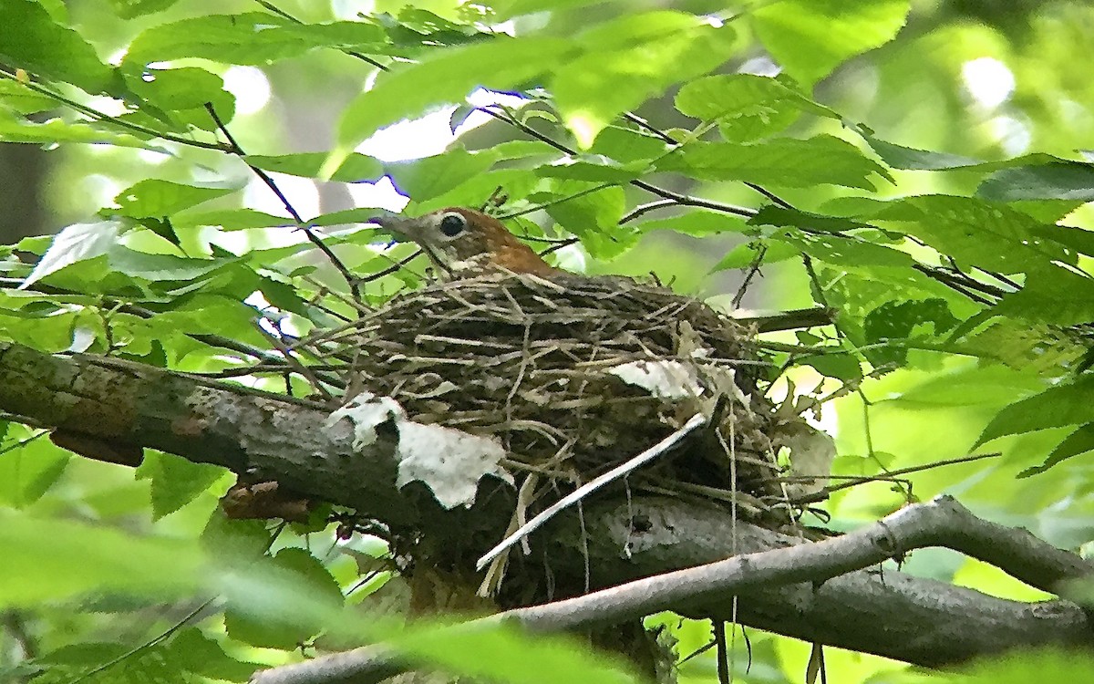 Wood Thrush - ML29720761