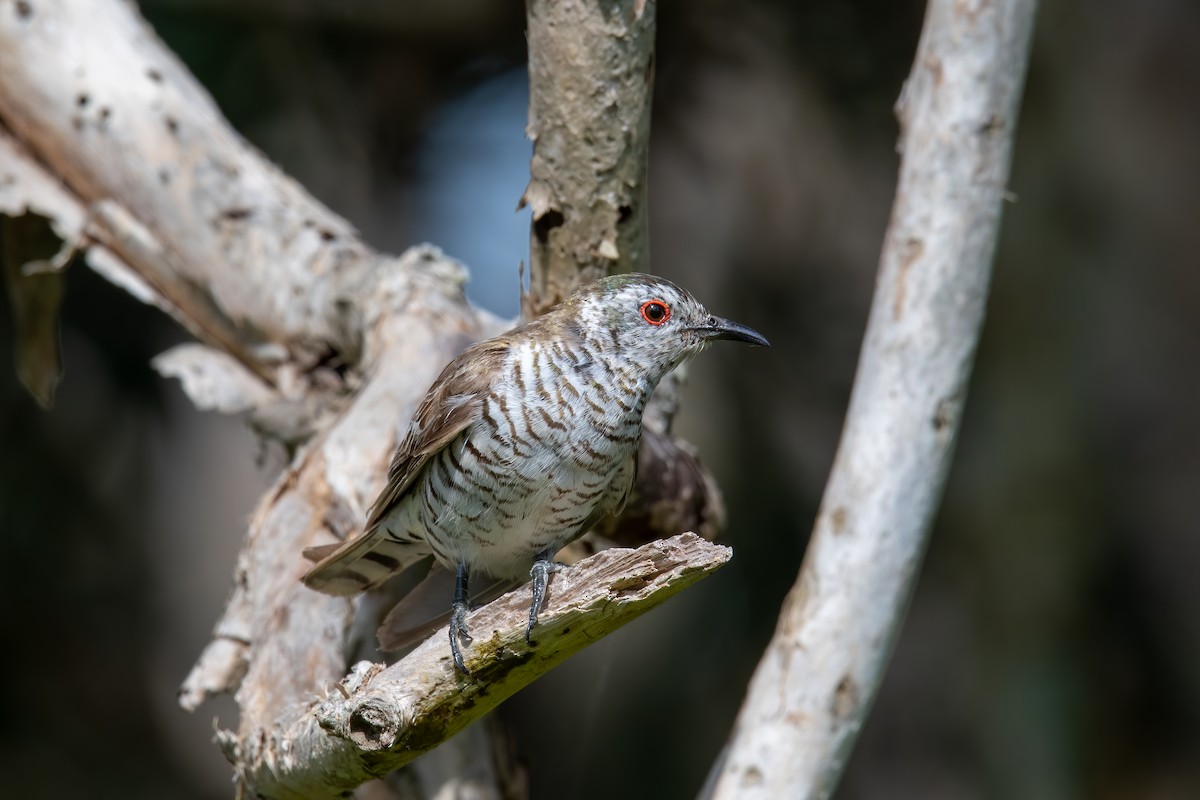 Little Bronze-Cuckoo - ML297207851