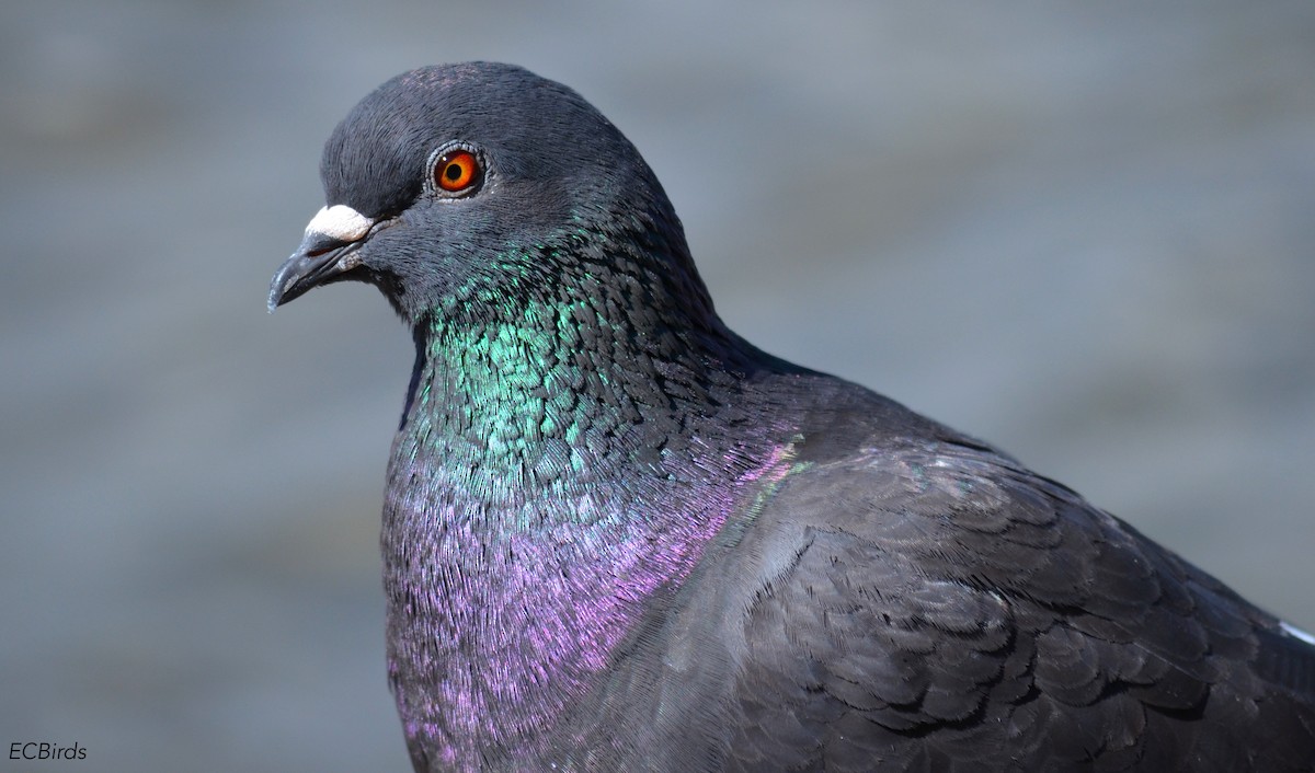 Rock Pigeon (Feral Pigeon) - ML297208161