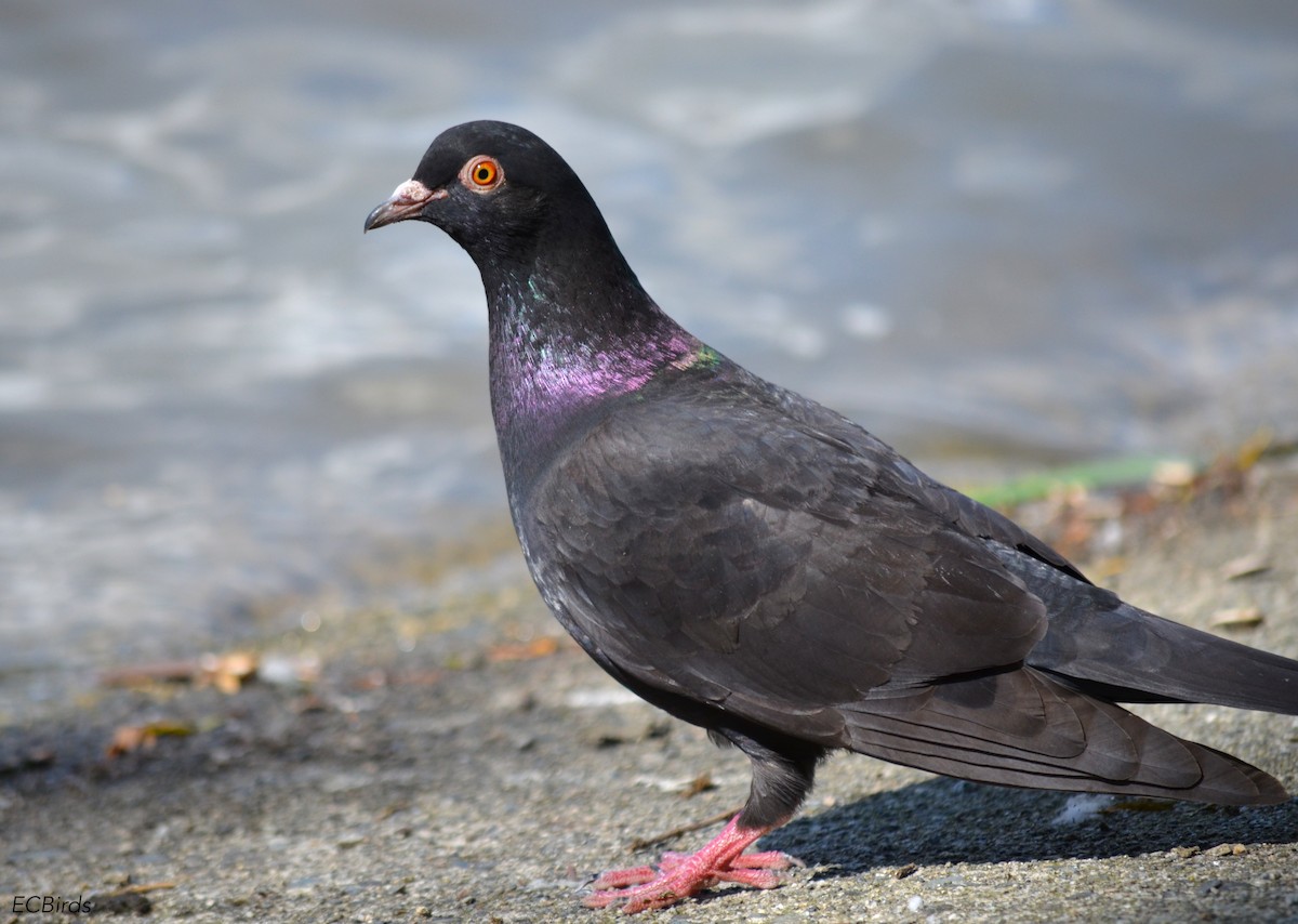 Rock Pigeon (Feral Pigeon) - ML297208191