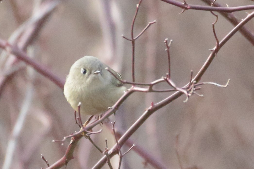 Ruby-crowned Kinglet - ML297212681