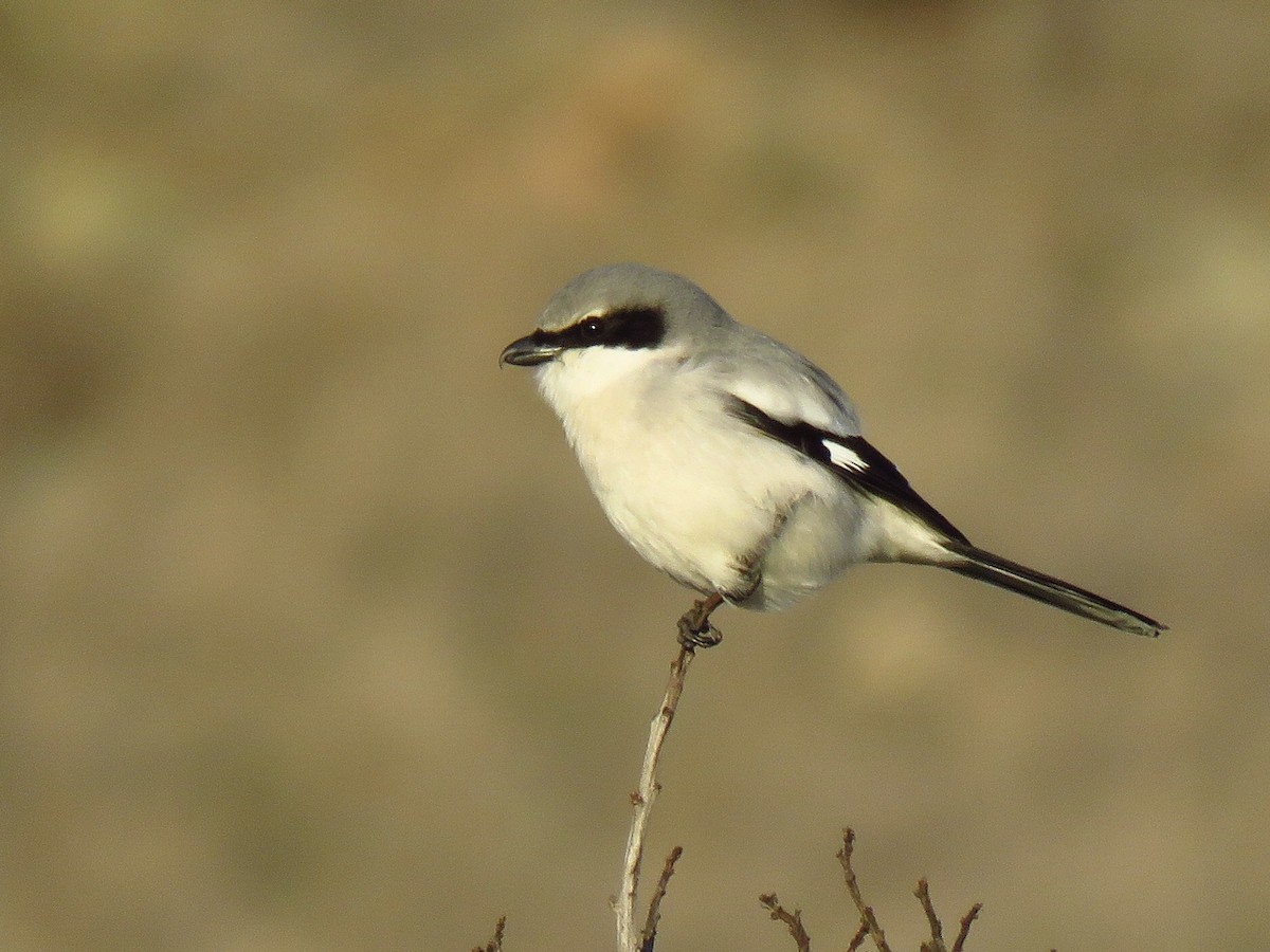 Loggerhead Shrike - Eric Wier