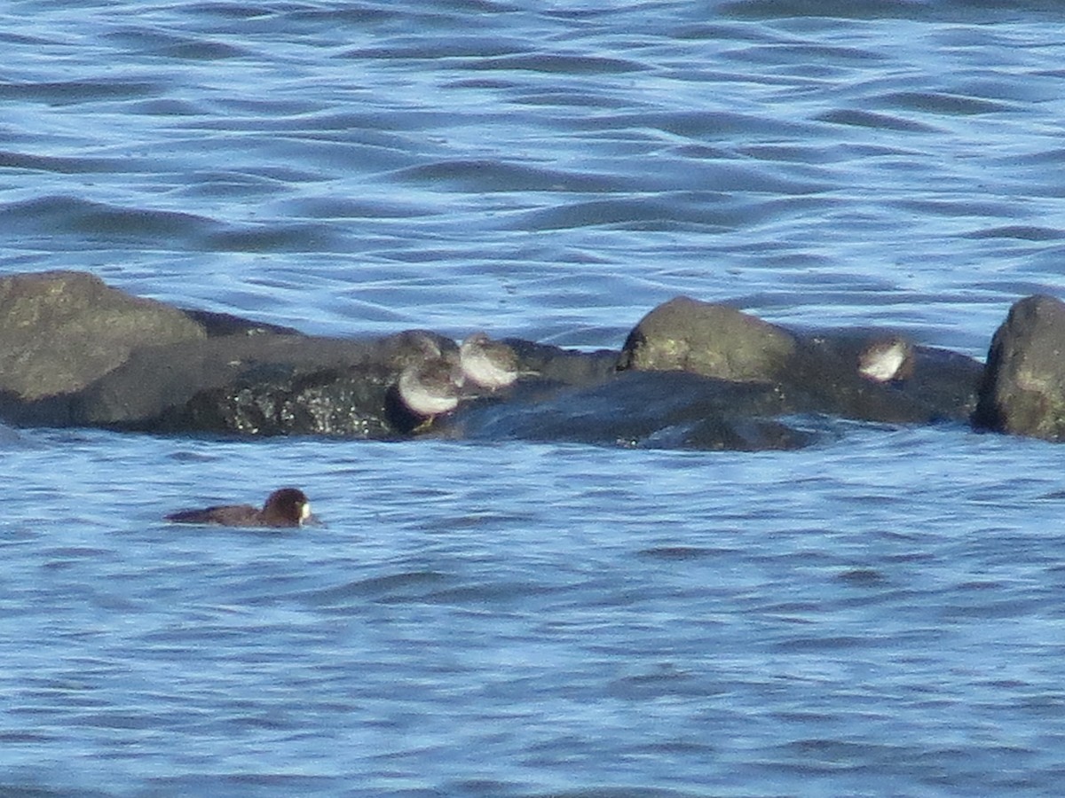 Purple Sandpiper - ML297213601