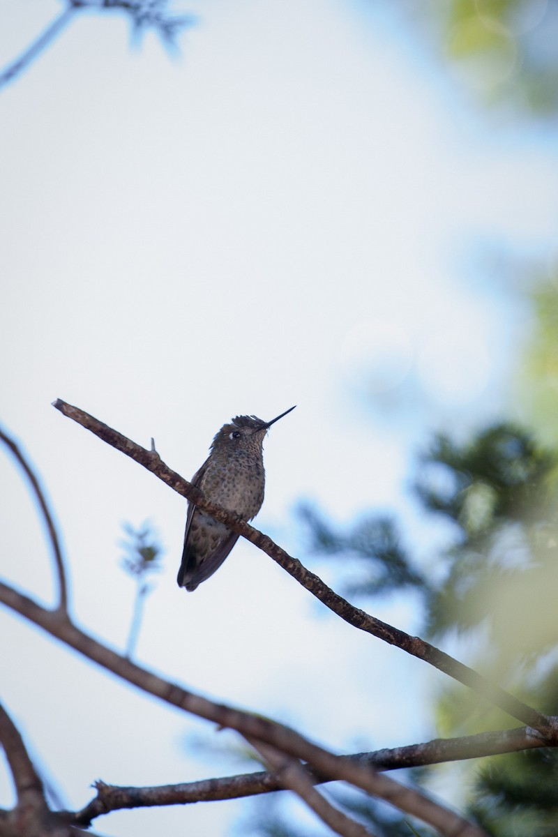 Green-backed Firecrown - Ariel Cabrera Foix