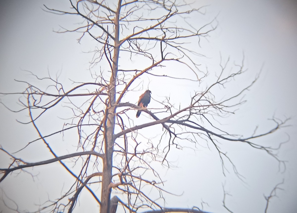 Harris's Hawk - ML297215201