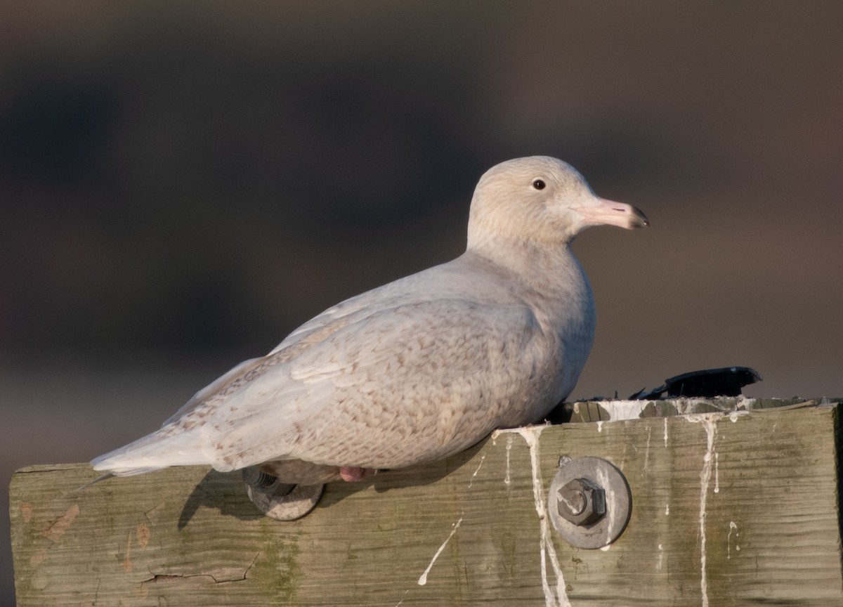 Glaucous Gull - ML297215251