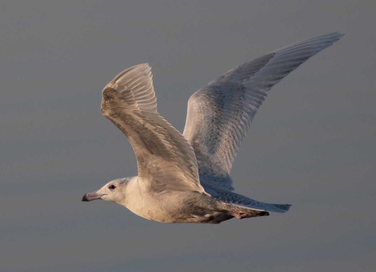 Glaucous Gull - ML297215281