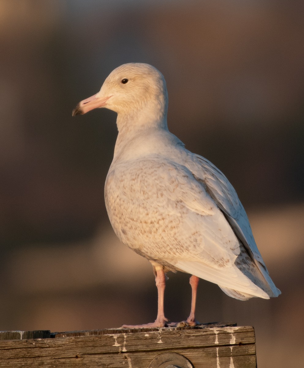 Glaucous Gull - ML297215291