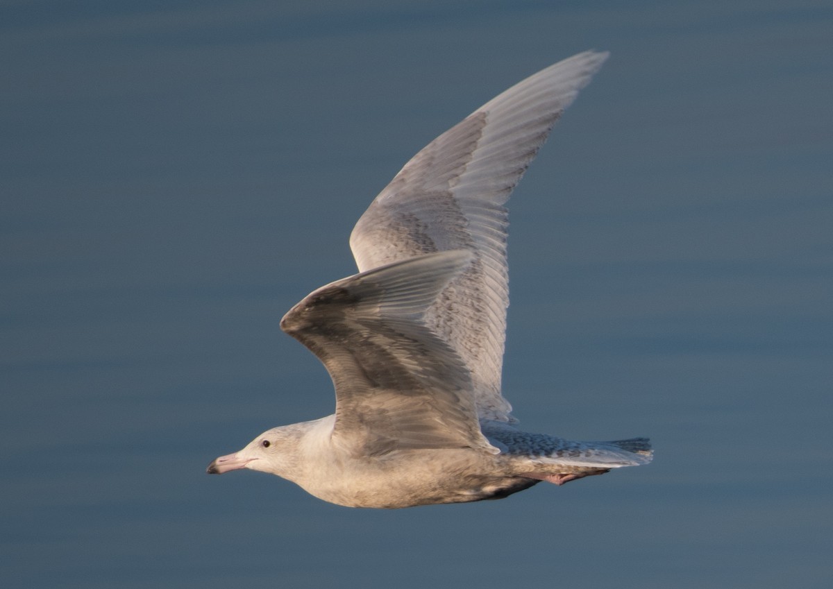 Glaucous Gull - ML297215301