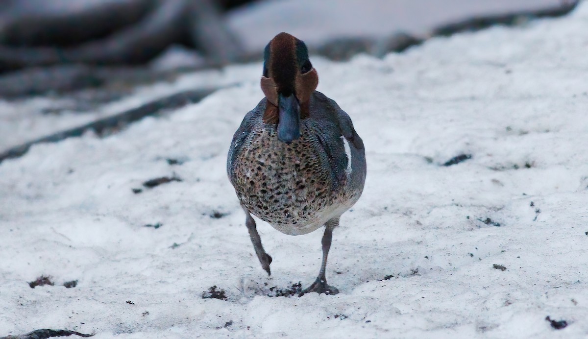 小水鴨(carolinensis) - ML297215571