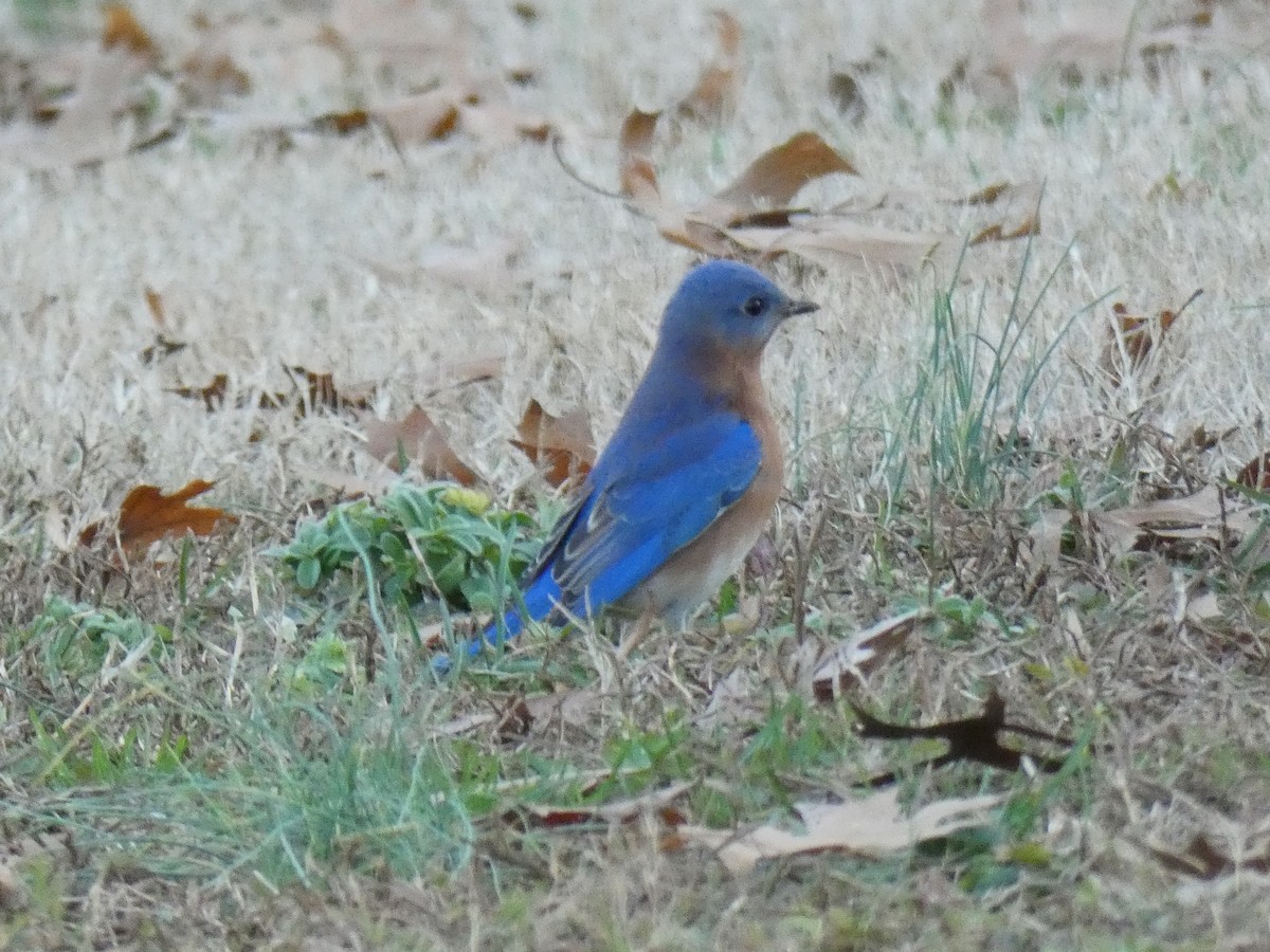 Eastern Bluebird - ML297216821