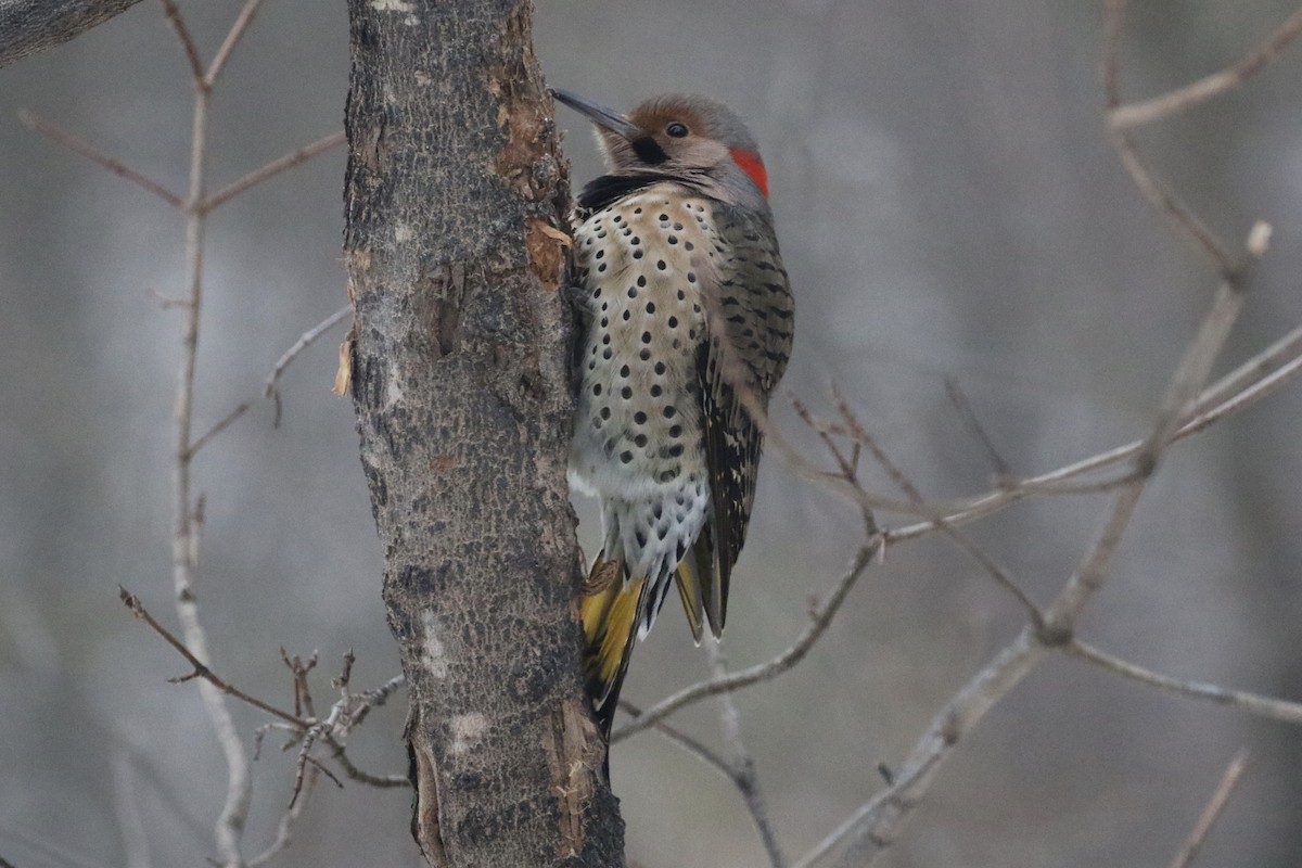 Northern Flicker - Glen Chapman