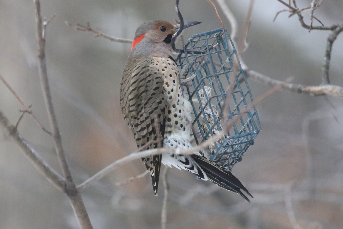 Northern Flicker - Glen Chapman