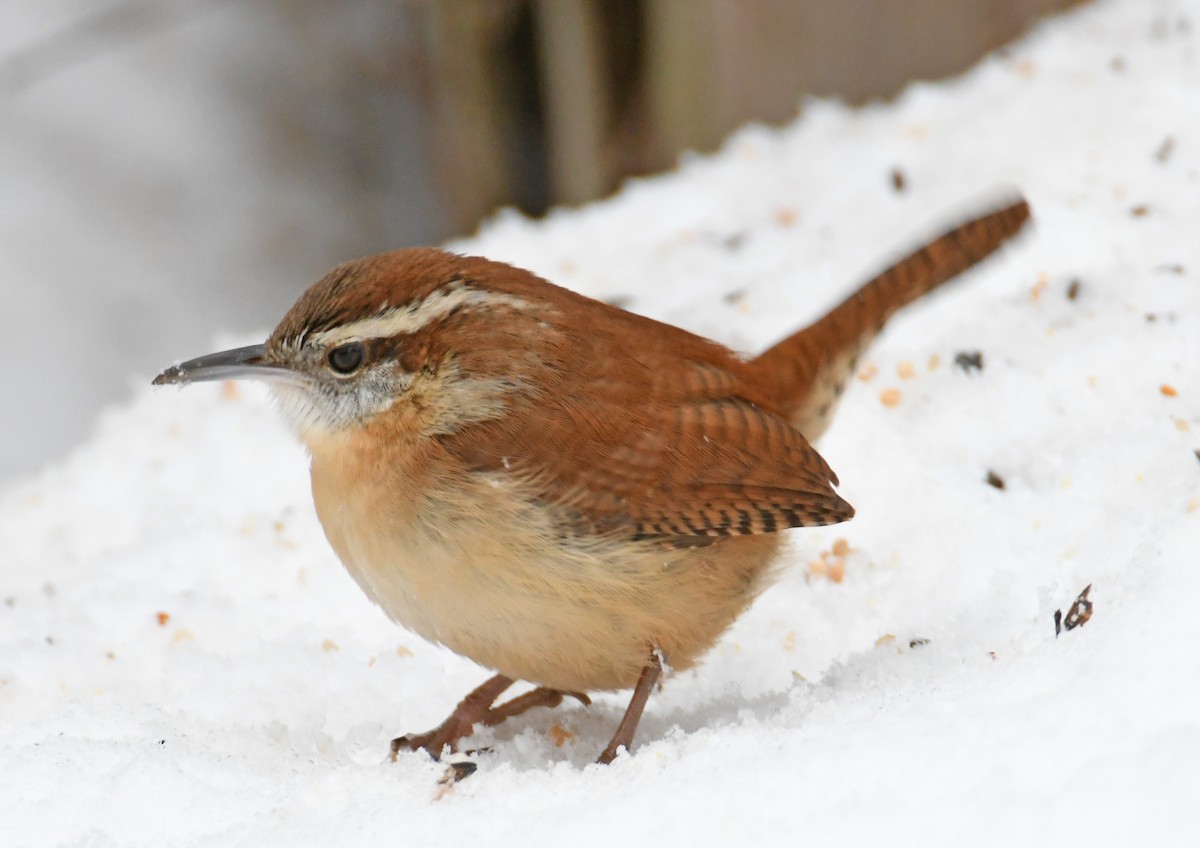 Carolina Wren - ML297218851