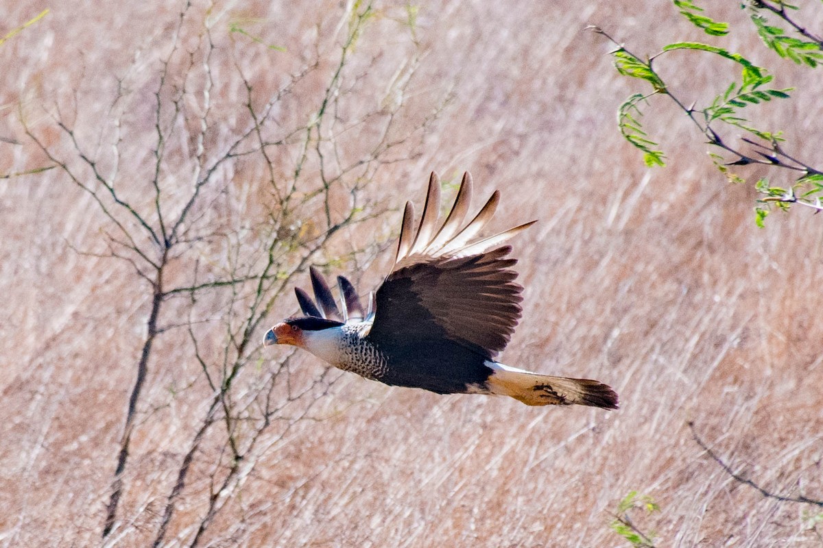 Crested Caracara (Northern) - ML297218931