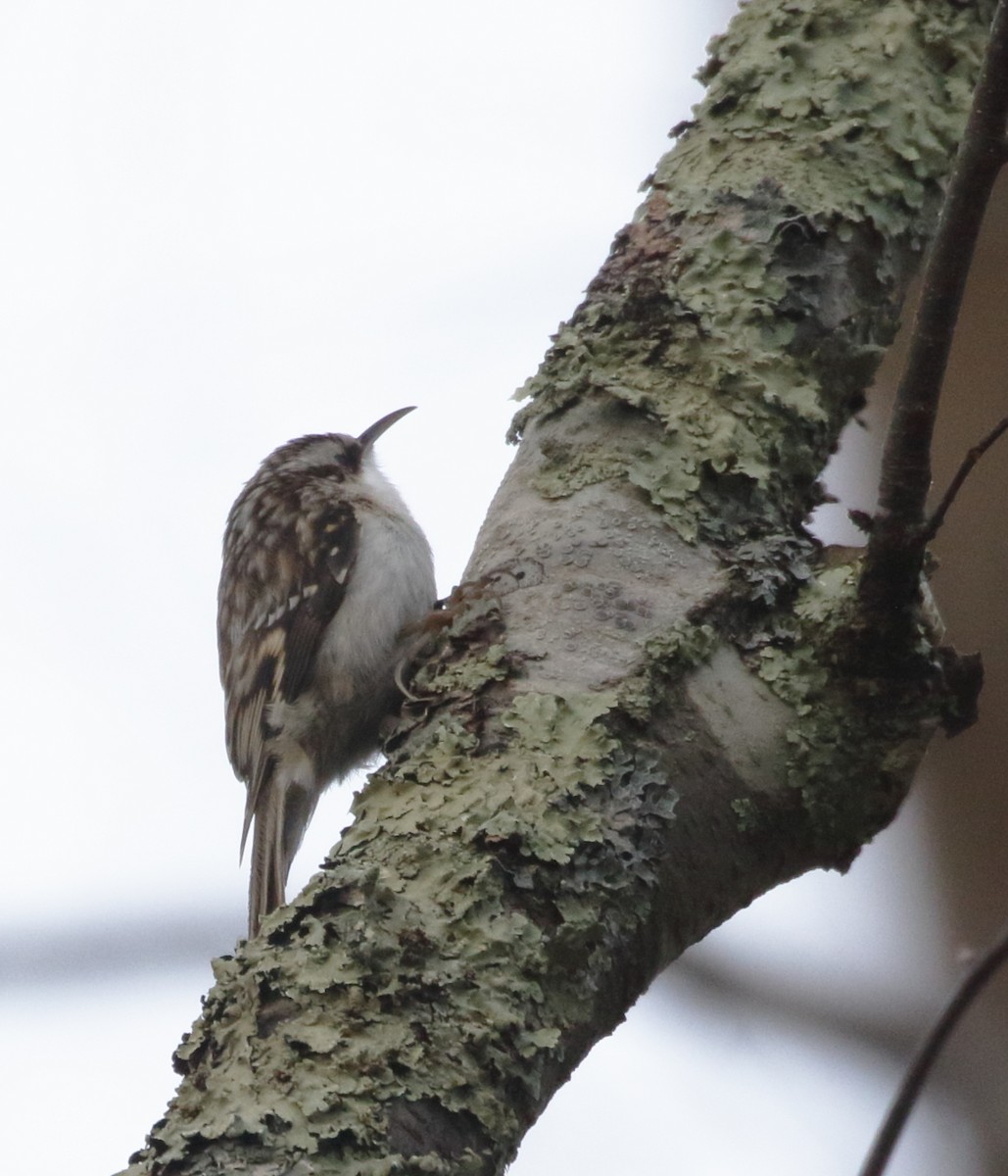 Brown Creeper - ML297219111