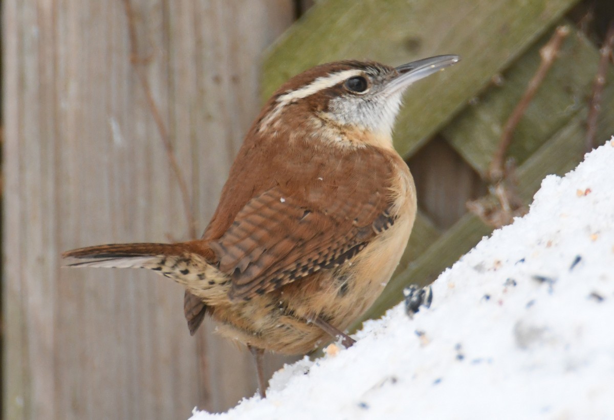 Carolina Wren - ML297219311