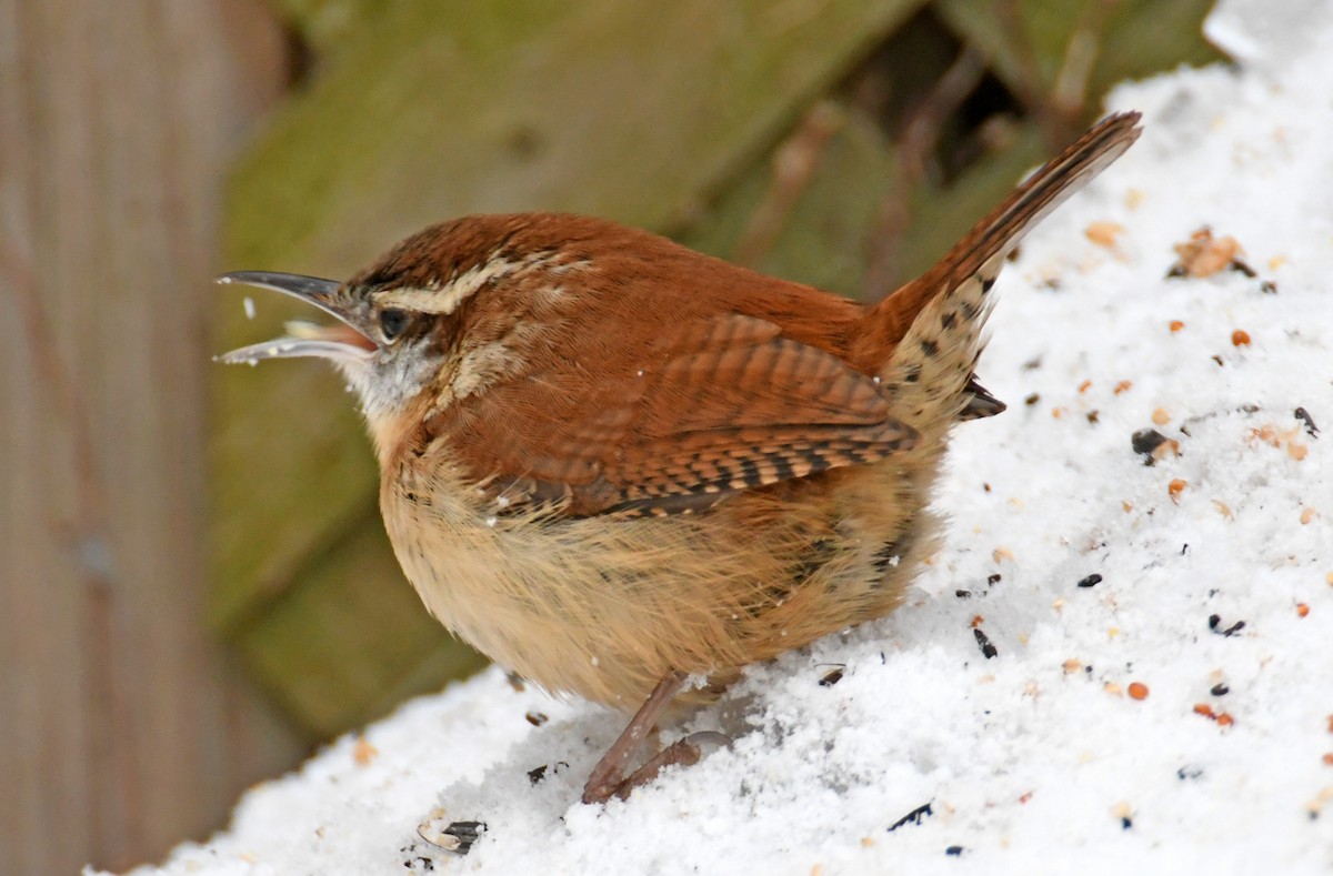 Carolina Wren - ML297219601