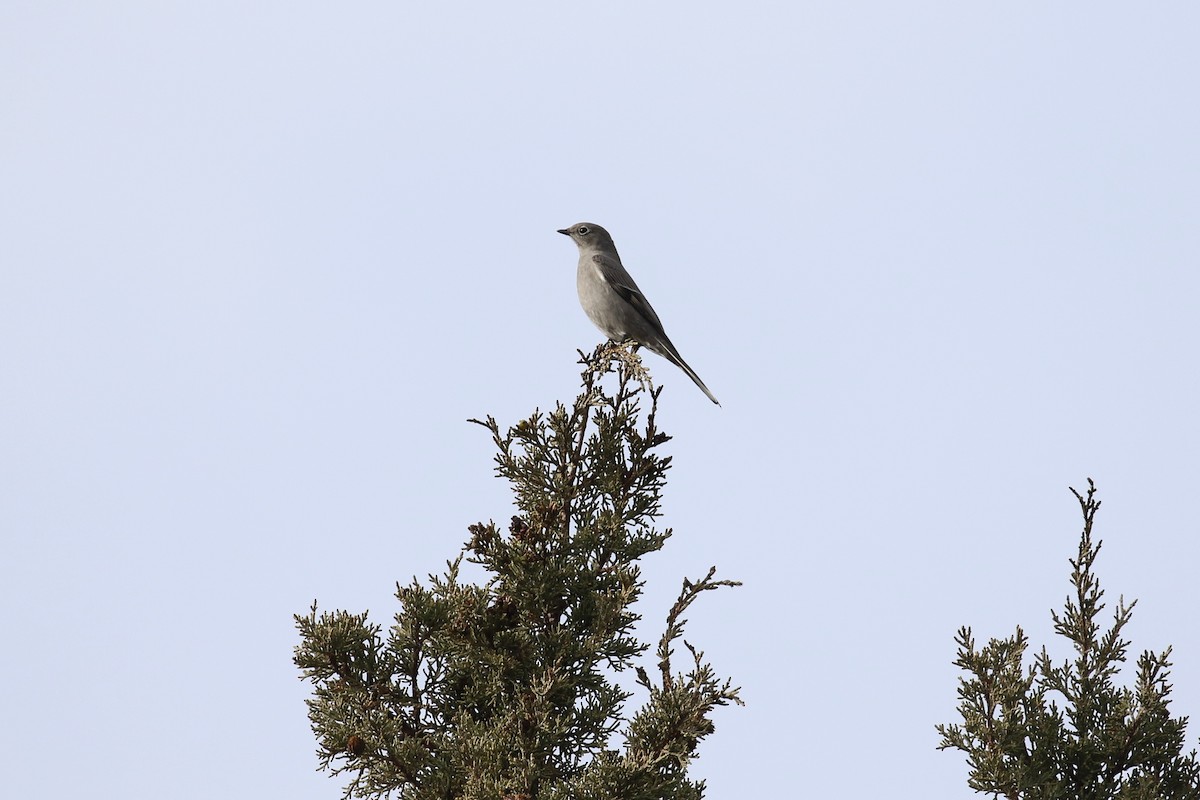 Townsend's Solitaire - ML297219791