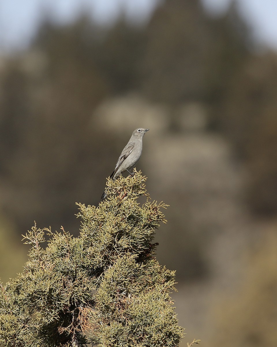 Townsend's Solitaire - ML297219831