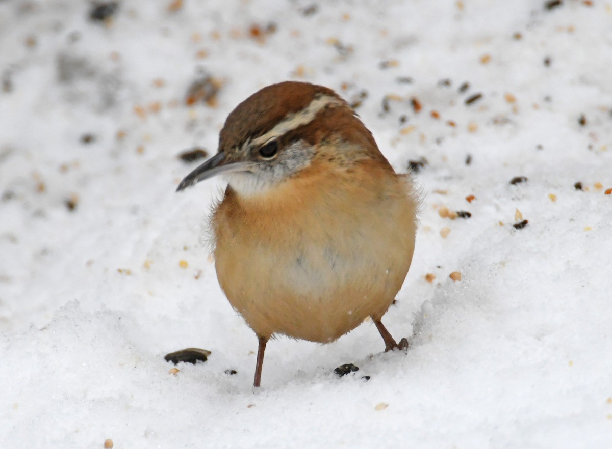 Carolina Wren - ML297219851