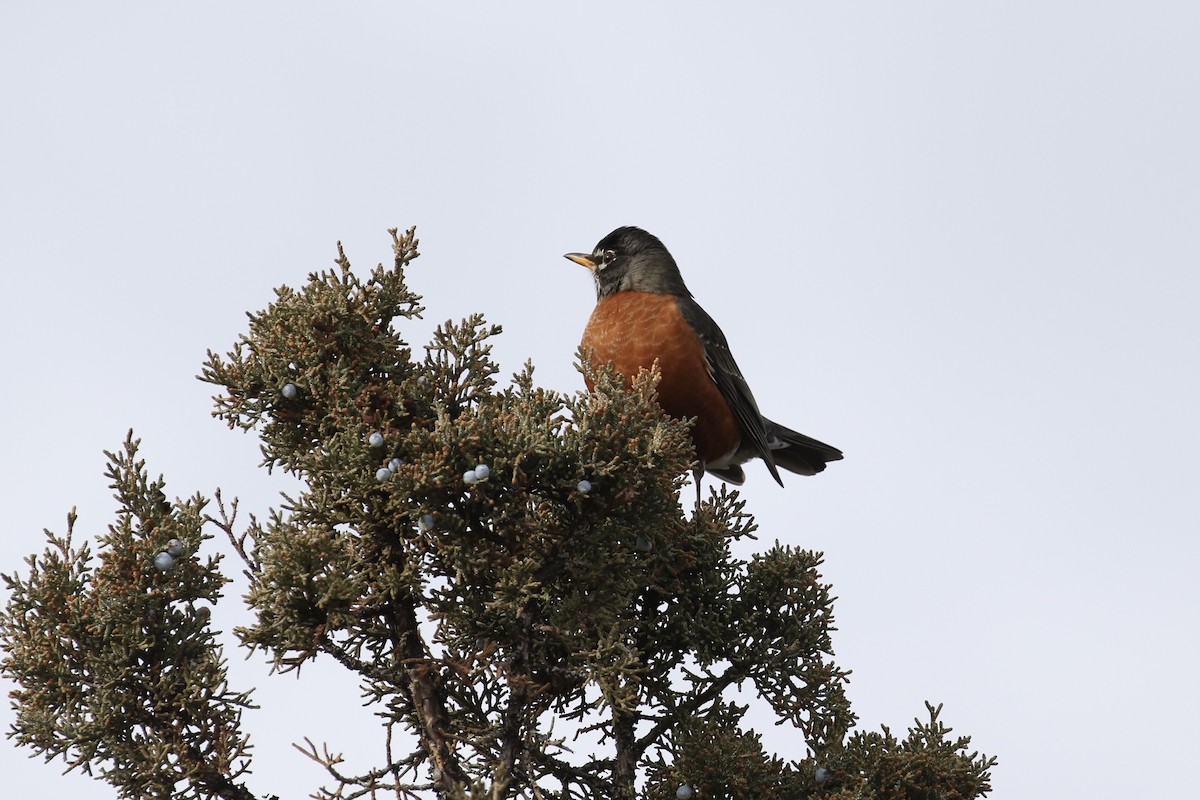 American Robin - ML297219861