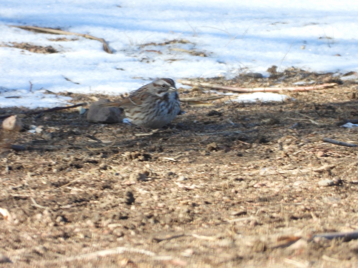 Song Sparrow - ML297220091