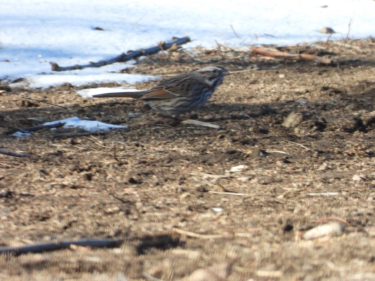 Song Sparrow - ML297220151