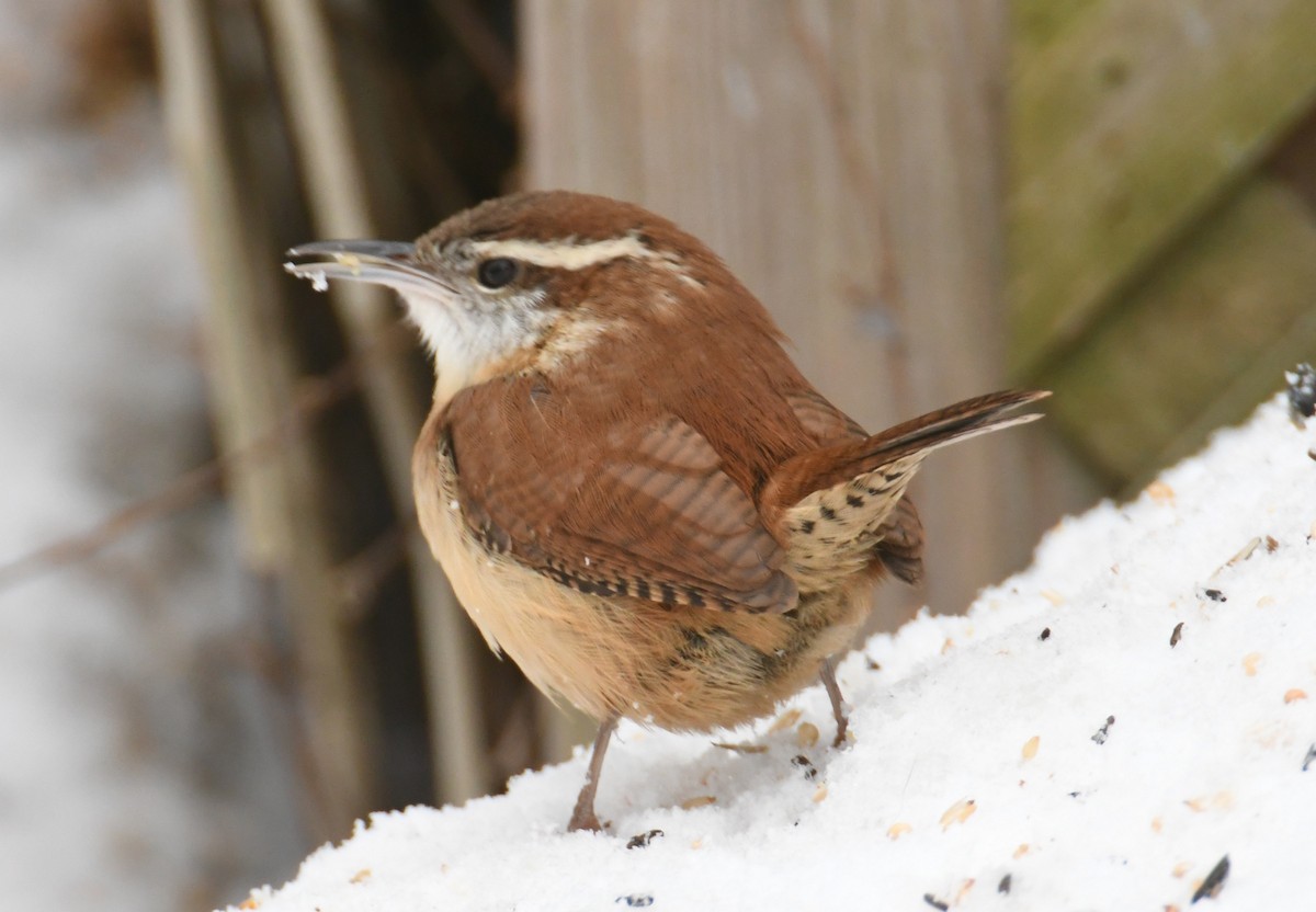 Carolina Wren - ML297220251