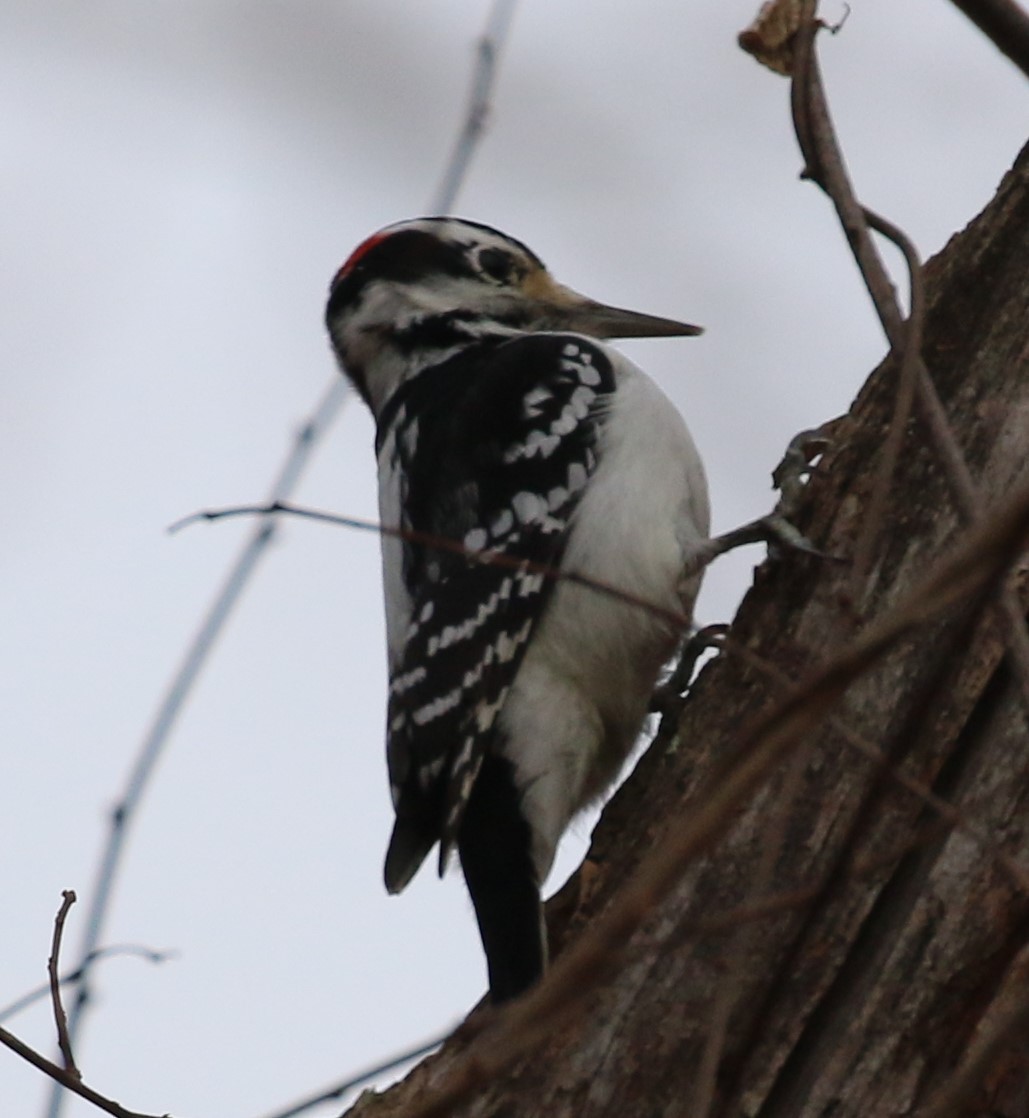 Hairy Woodpecker - maggie peretto