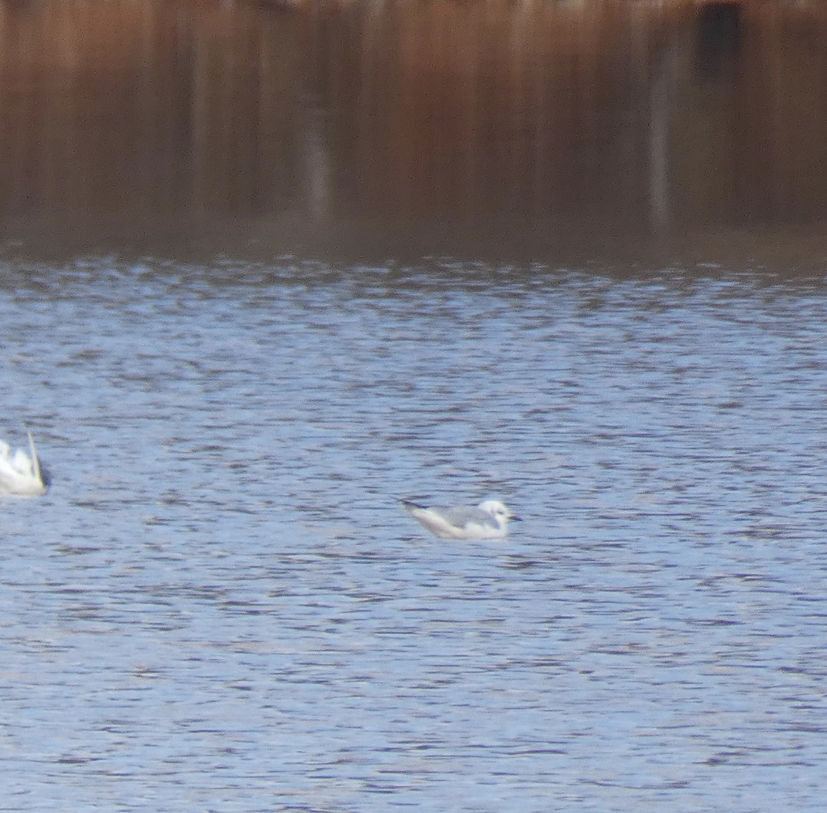 Bonaparte's Gull - ML297221501