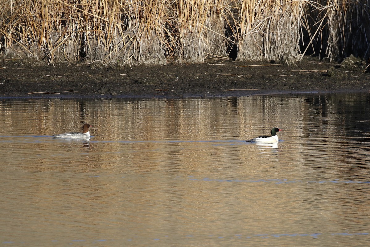 Common Merganser - ML297221541