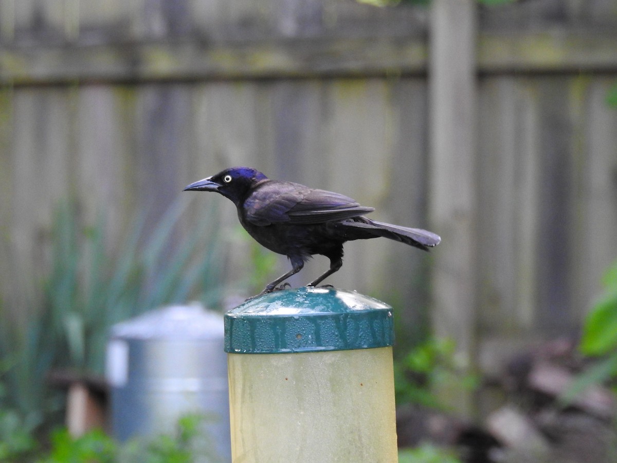 Common Grackle - ML29722201