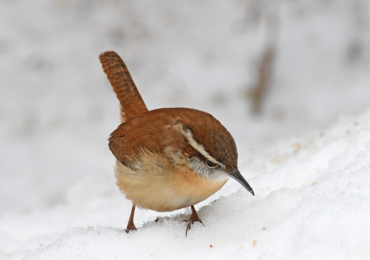 Carolina Wren - ML297222731