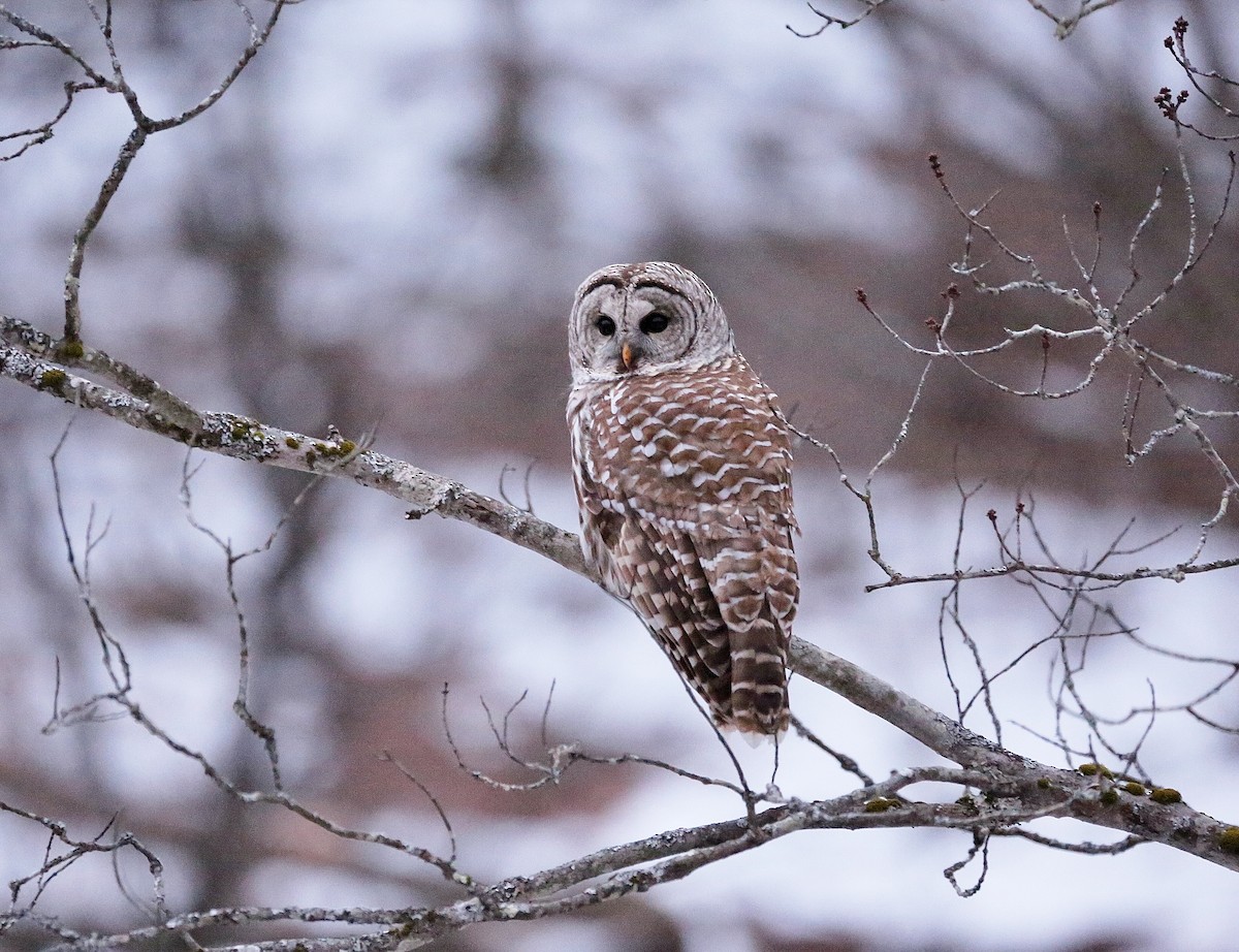 Barred Owl - ML297224661