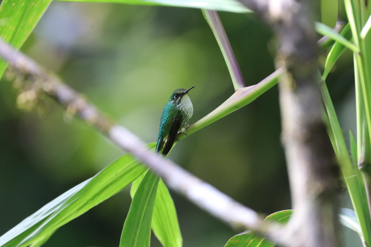 White-booted Racket-tail - ML297227351