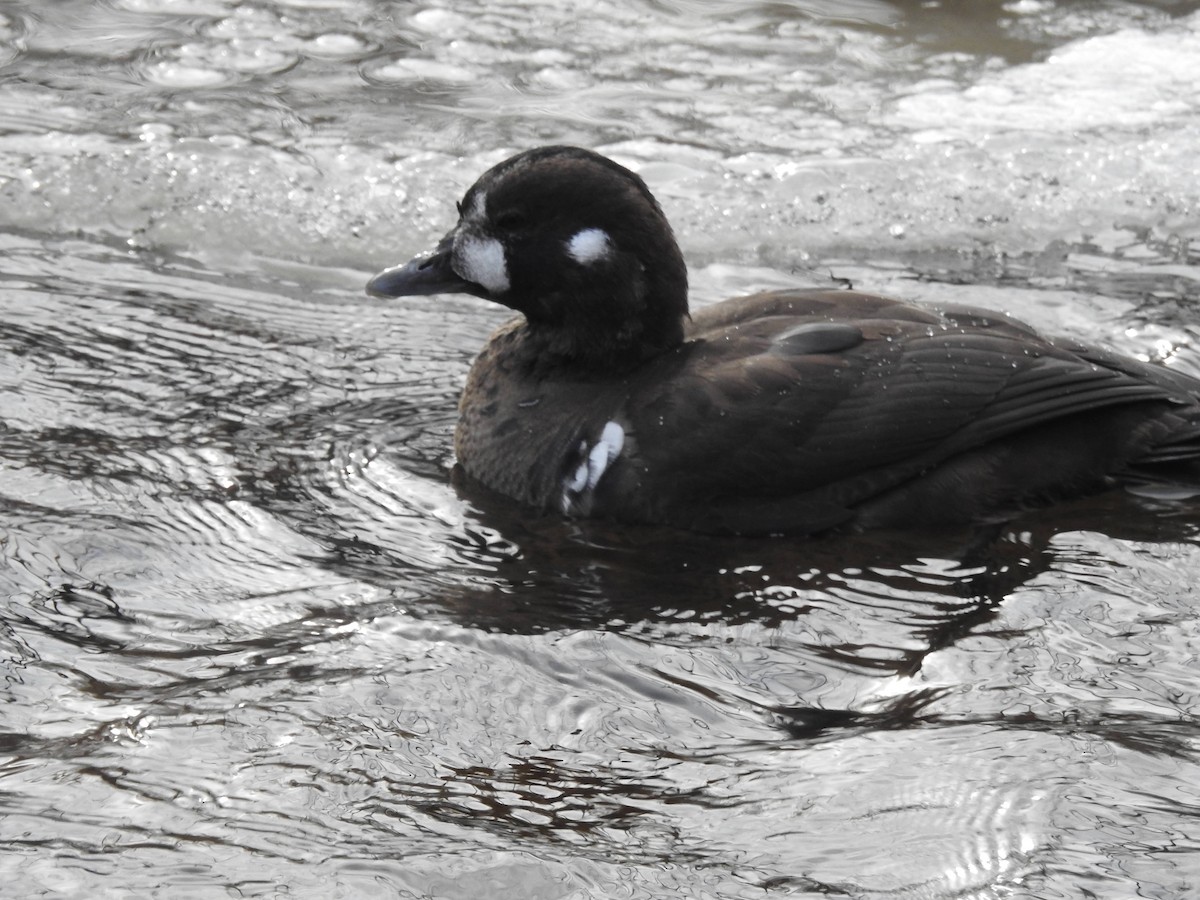 Harlequin Duck - Logan Clark