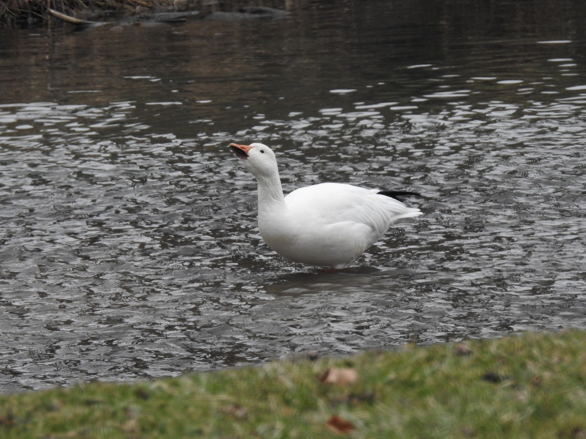 Snow Goose - Cynthia Norris