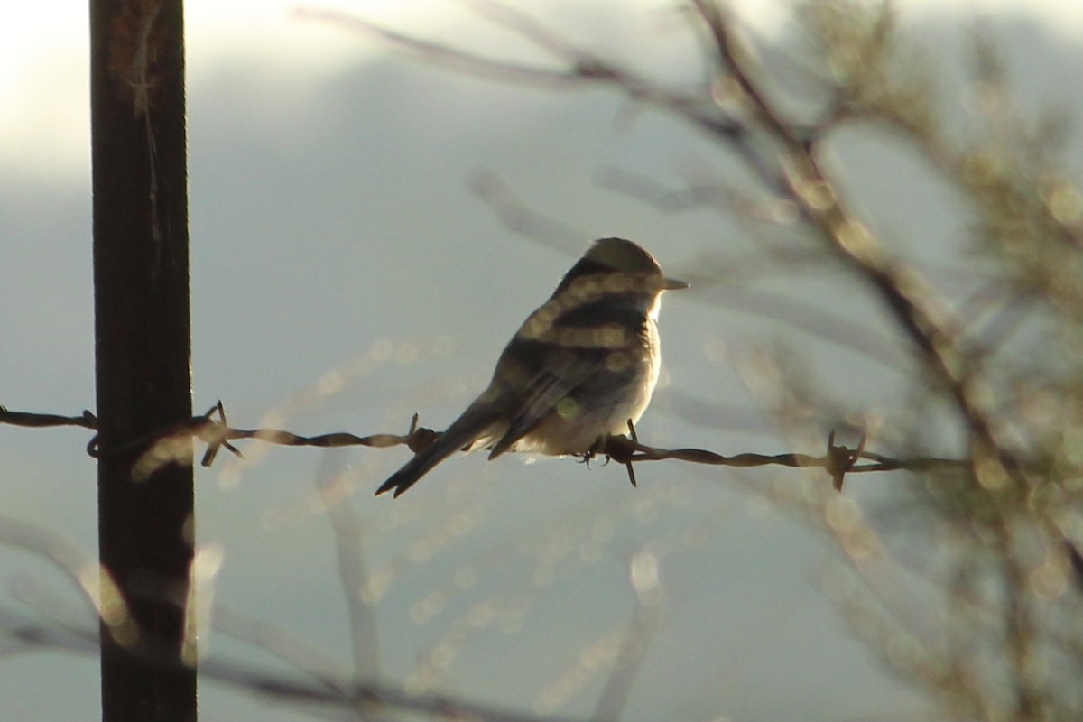 Eastern Phoebe - ML297229591