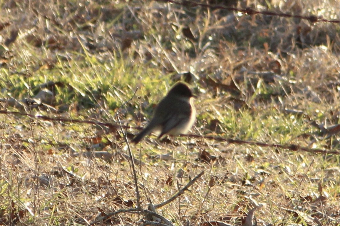 Eastern Phoebe - ML297229611