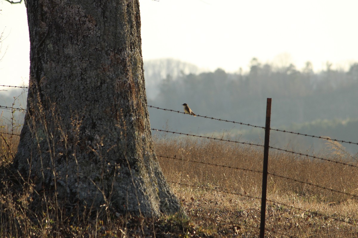 Eastern Phoebe - ML297229651