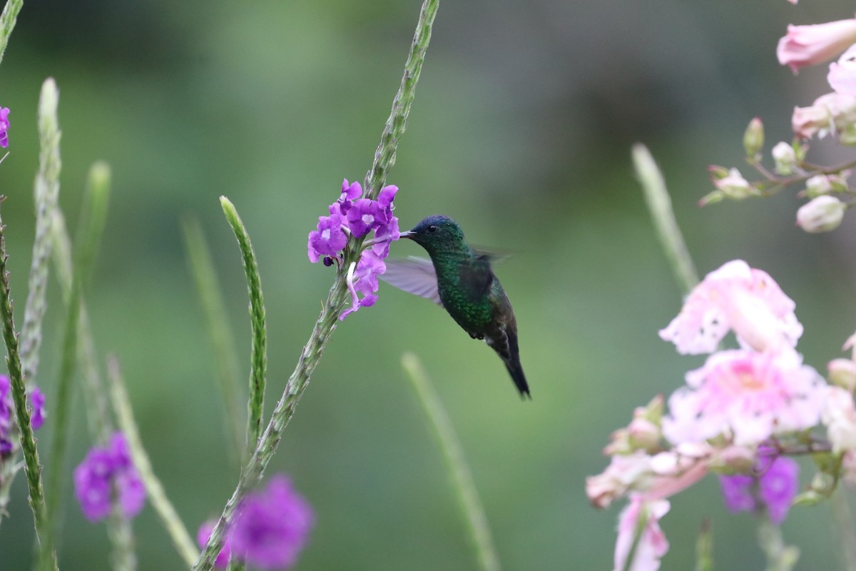 Indigo-capped Hummingbird - ML297229891