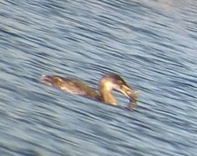 Red-necked Grebe - ML297230531