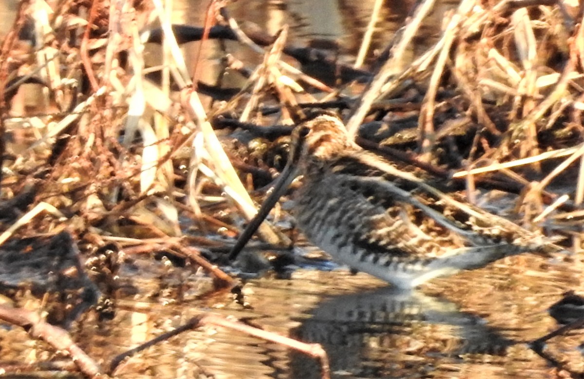 Wilson's Snipe - ML297230761