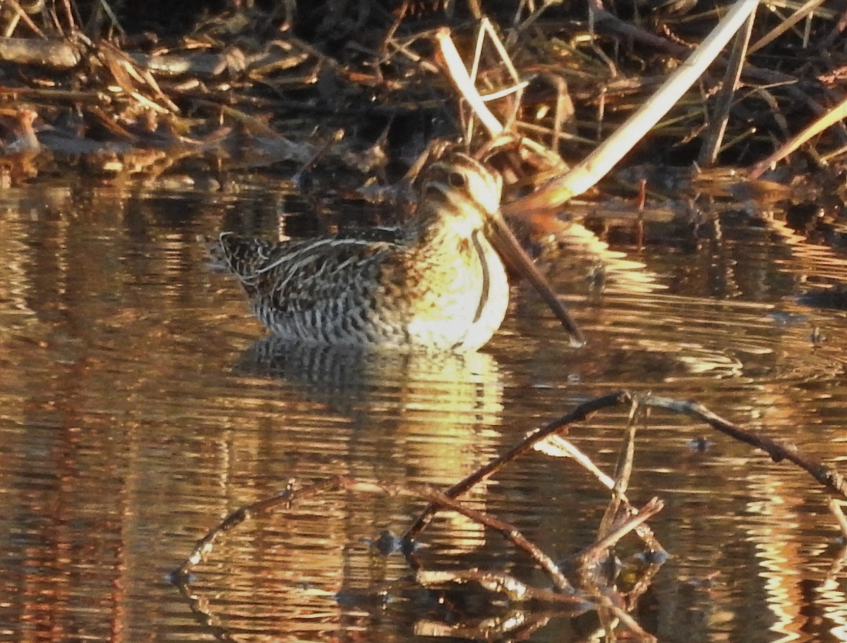 Wilson's Snipe - ML297230771