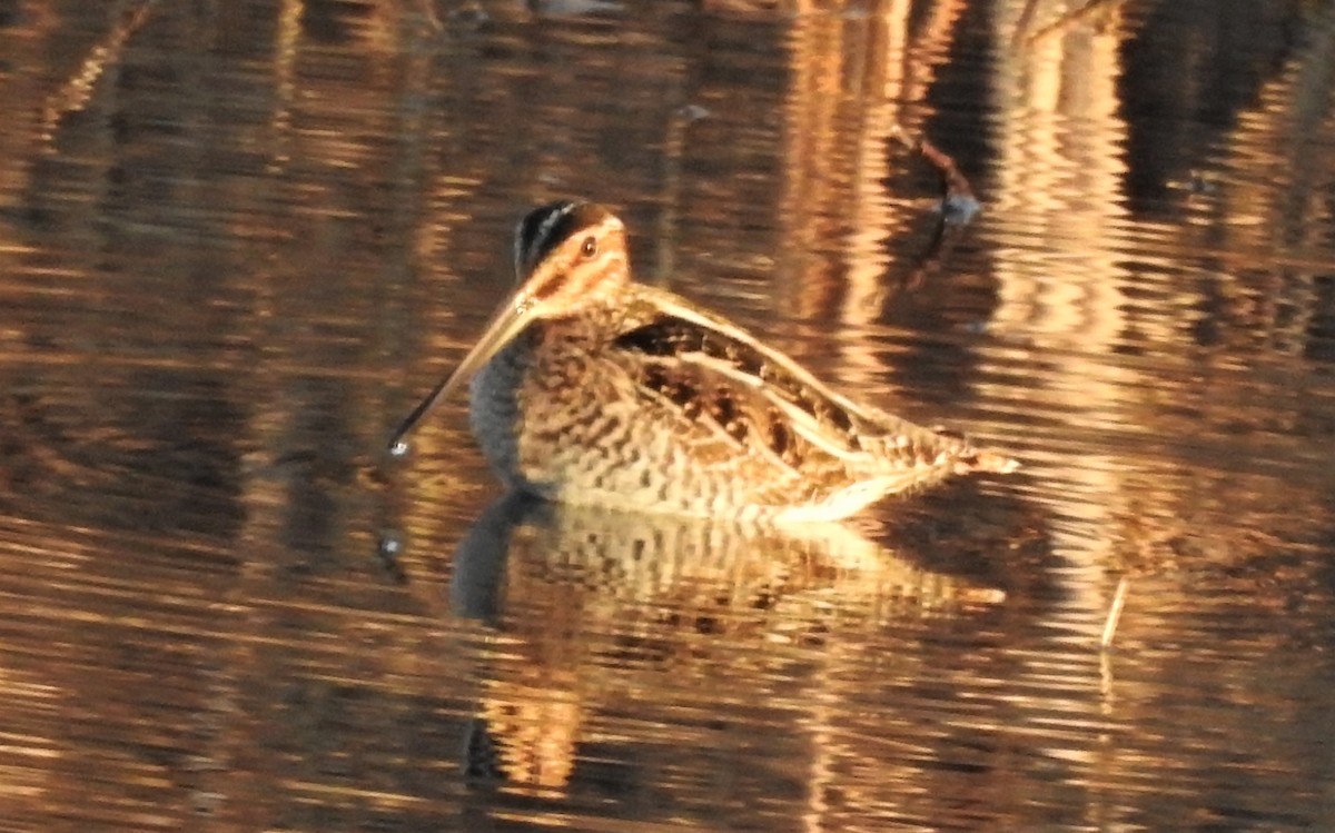 Wilson's Snipe - ML297230791